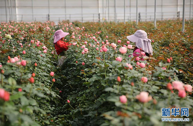 137841720_15507966515431n