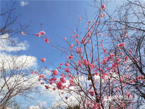云南樱花初绽花蕾。