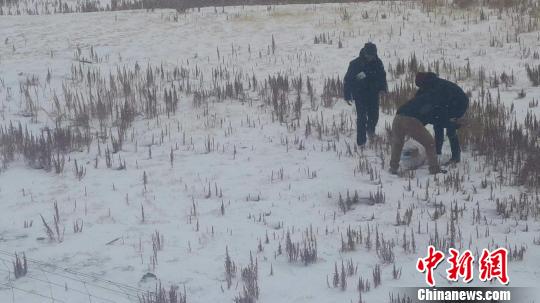 图为青海玉树隆宝国家级自然保护区工作人员巡线监测,为身处雪灾中的黑颈鹤做“后勤保障”工作。 索南扎西 摄 图为青海玉树隆宝国家级自然保护区工作人员巡线监测,为身处雪灾中的黑颈鹤做“后勤保障”工作。 索南扎西 摄