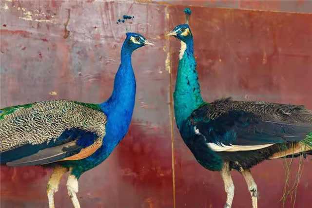 downLoad-20190304202829_副本1