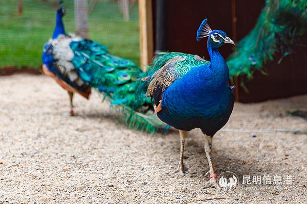 云大呈贡校区来了6只蓝孔雀。供图2