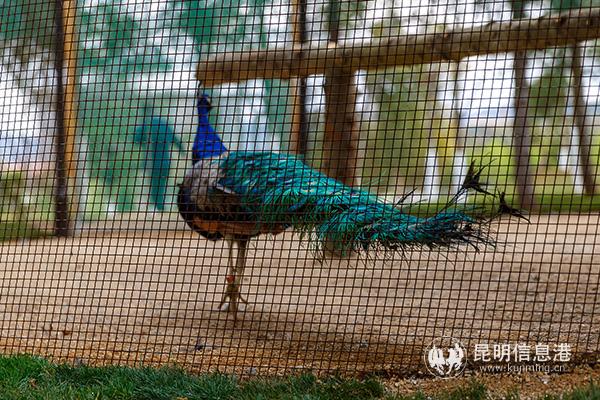 云大呈贡校区来了6只蓝孔雀。供图3
