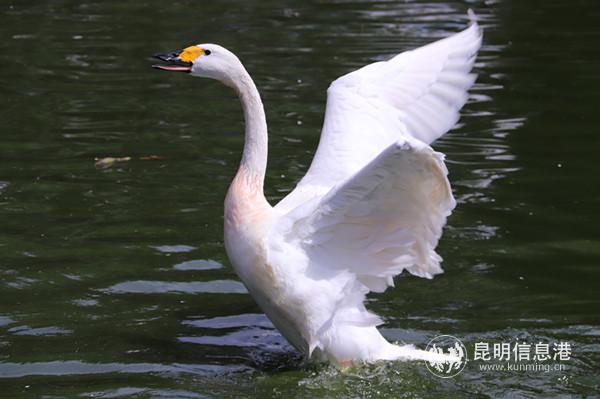 翩翩起舞的白天鹅。