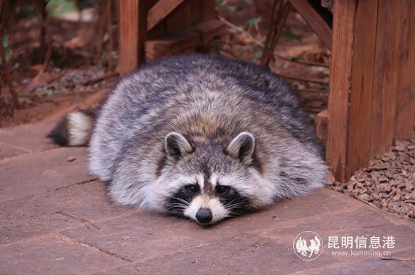 长胖的浣熊。