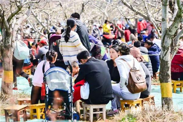 梨花树下品尝长街宴。 梨花树下品尝长街宴。