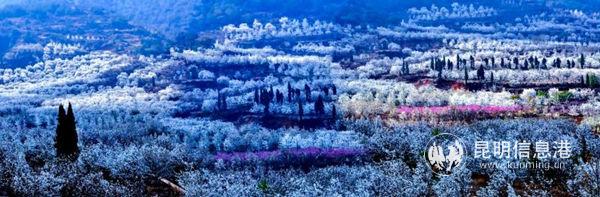 昆明呈贡第七届“万溪梨花节”本周六启幕。