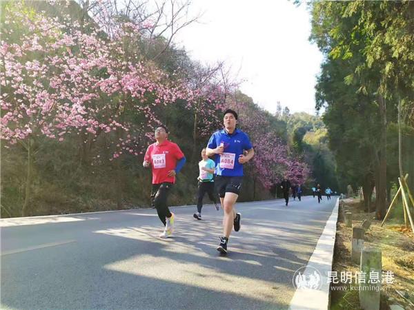 一路樱花美景。昆明日报记者赵书勇摄