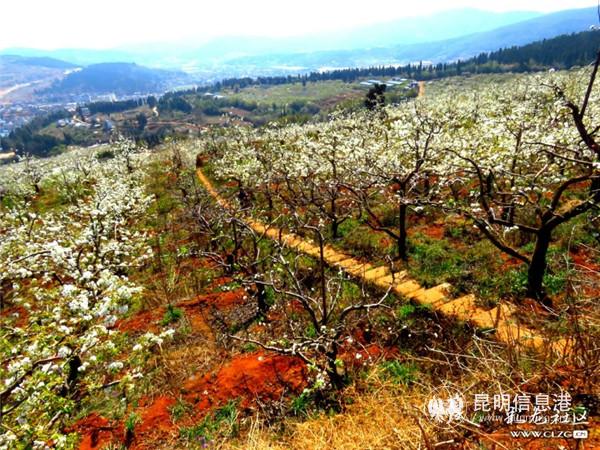 1、万亩梨花白如雪,彩龙社区网友@吴含 摄。 1、万亩梨花白如雪,彩龙社区网友@吴含 摄。