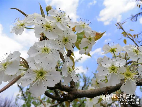 2、忽如一夜春风来,千树万树梨花开。彩龙社区网友@达昆玉 摄。 2、忽如一夜春风来,千树万树梨花开。彩龙社区网友@达昆玉 摄。