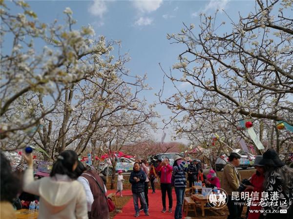 5、梨园树下好热闹。彩龙社区网友@李存梅 摄。 5、梨园树下好热闹。彩龙社区网友@李存梅 摄。