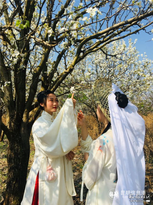 7、梨花下的赏花美女,仿佛带人穿越了时光。彩龙社区网友@DQ熊猫 摄。 7、梨花下的赏花美女,仿佛带人穿越了时光。彩龙社区网友@DQ熊猫 摄。