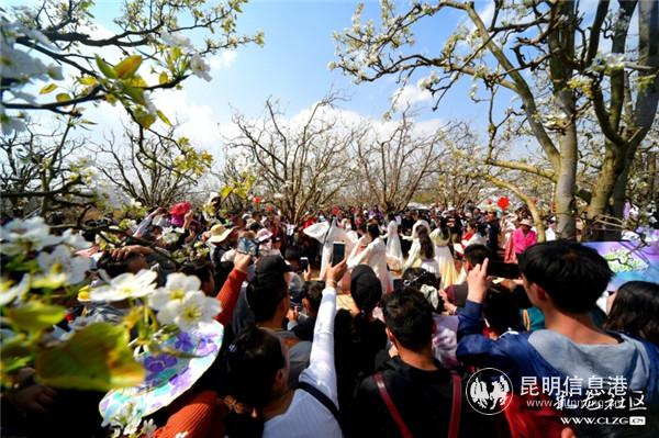 9、梨花仙子引围观。彩龙社区网友@老苏 摄。 9、梨花仙子引围观。彩龙社区网友@老苏 摄。