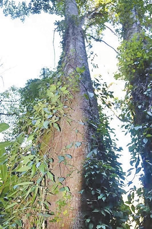 2019032001_res08_attpic_icon