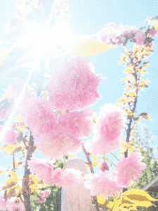 春色满园春意浓!一起来云南高校遇见春天