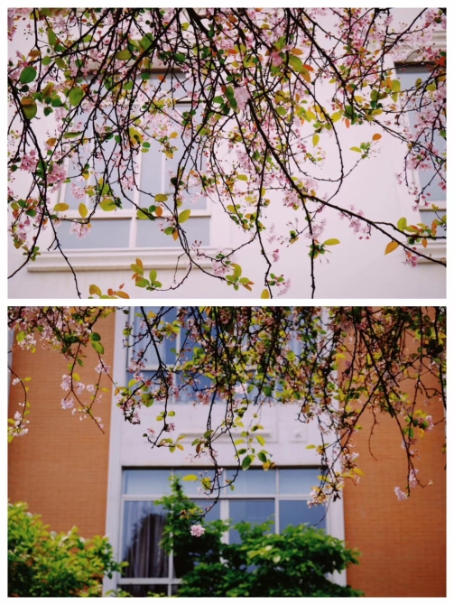 春色满园春意浓!一起来云南高校遇见春天