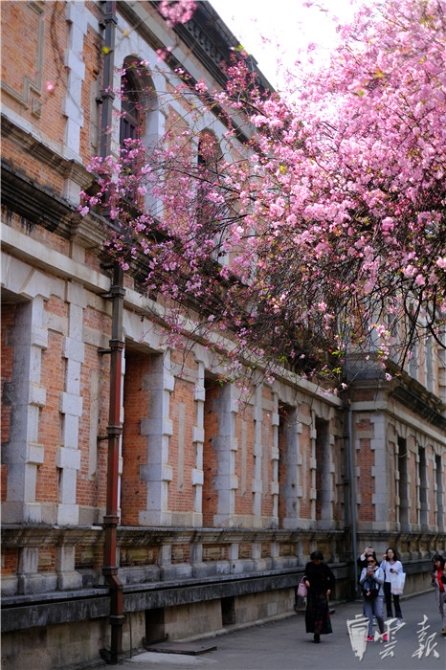 春色满园春意浓!一起来云南高校遇见春天