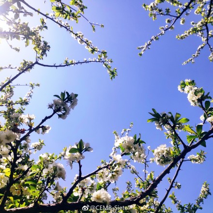 春色满园春意浓!一起来云南高校遇见春天