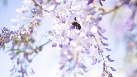 春色满园春意浓!一起来云南高校遇见春天