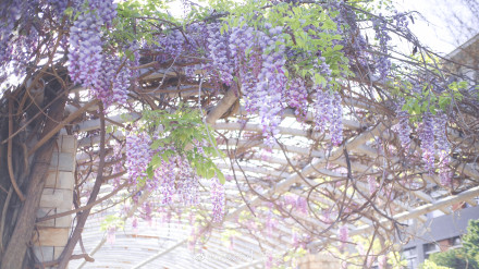 春色满园春意浓!一起来云南高校遇见春天