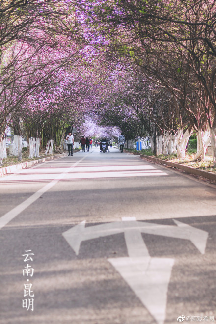 春色满园春意浓!一起来云南高校遇见春天