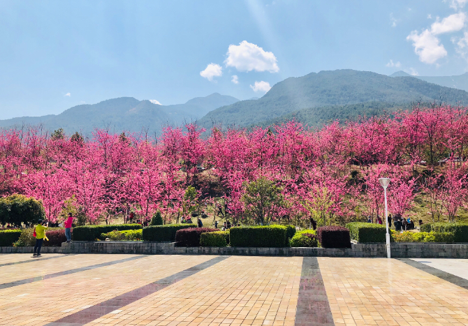 春色满园春意浓!一起来云南高校遇见春天