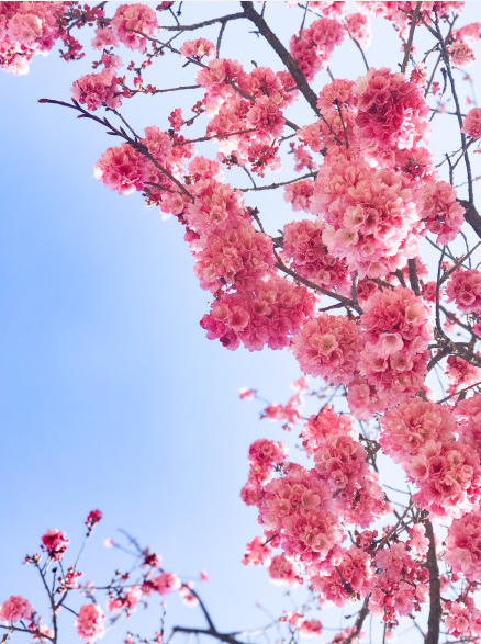 春色满园春意浓!一起来云南高校遇见春天