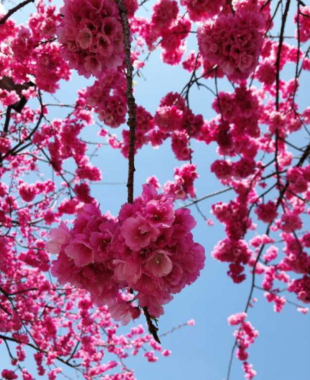 春色满园春意浓!一起来云南高校遇见春天