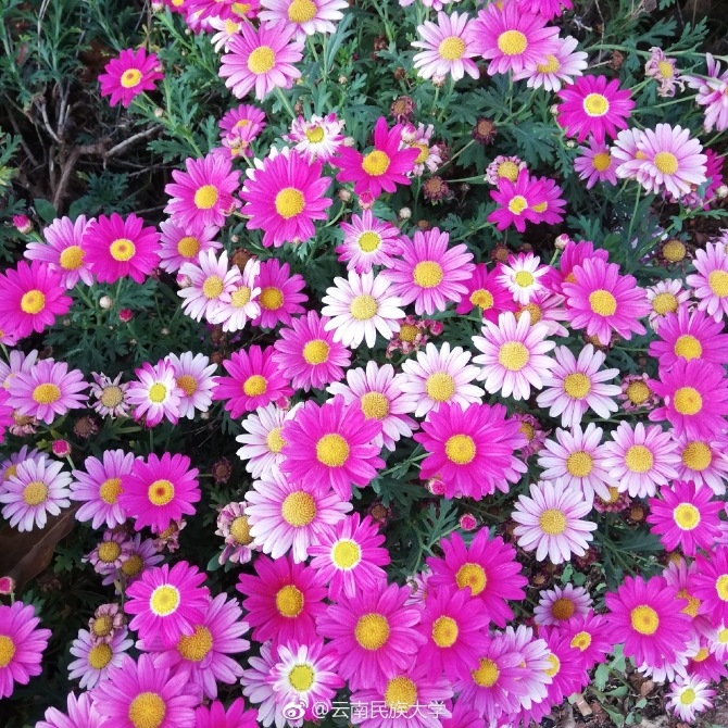 春色满园春意浓!一起来云南高校遇见春天