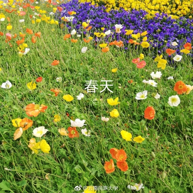春色满园春意浓!一起来云南高校遇见春天