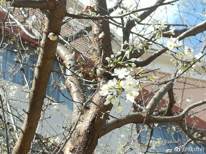 春色满园春意浓!一起来云南高校遇见春天