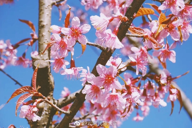春色满园春意浓!一起来云南高校遇见春天