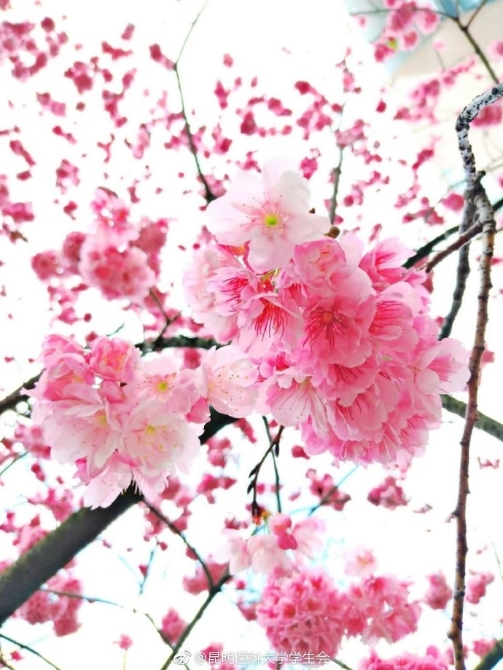 春色满园春意浓!一起来云南高校遇见春天