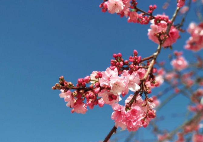 春色满园春意浓!一起来云南高校遇见春天