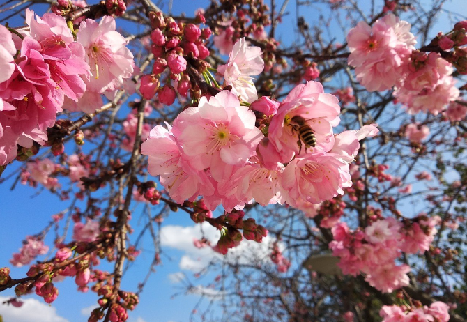 春色满园春意浓!一起来云南高校遇见春天
