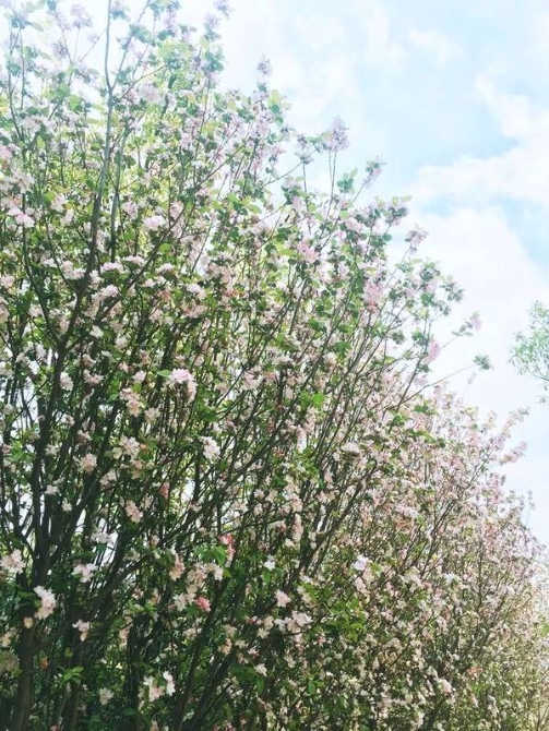 春色满园春意浓!一起来云南高校遇见春天