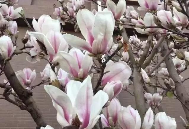 春色满园春意浓!一起来云南高校遇见春天