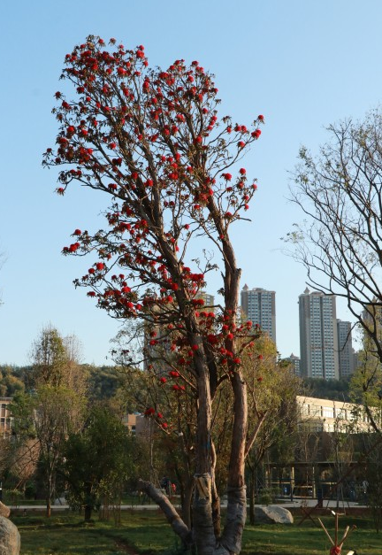 春色满园春意浓!一起来云南高校遇见春天