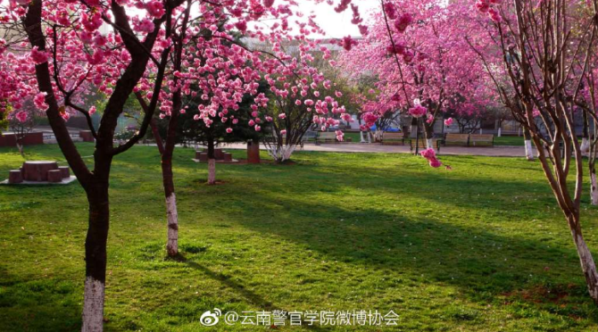 春色满园春意浓!一起来云南高校遇见春天