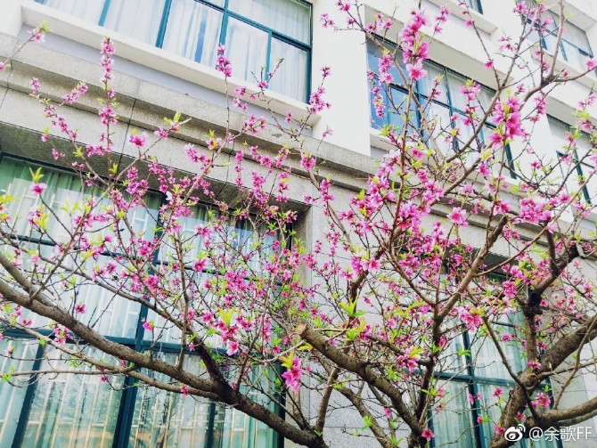 春色满园春意浓!一起来云南高校遇见春天