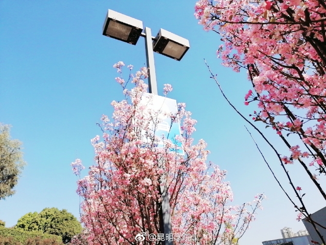 春色满园春意浓!一起来云南高校遇见春天