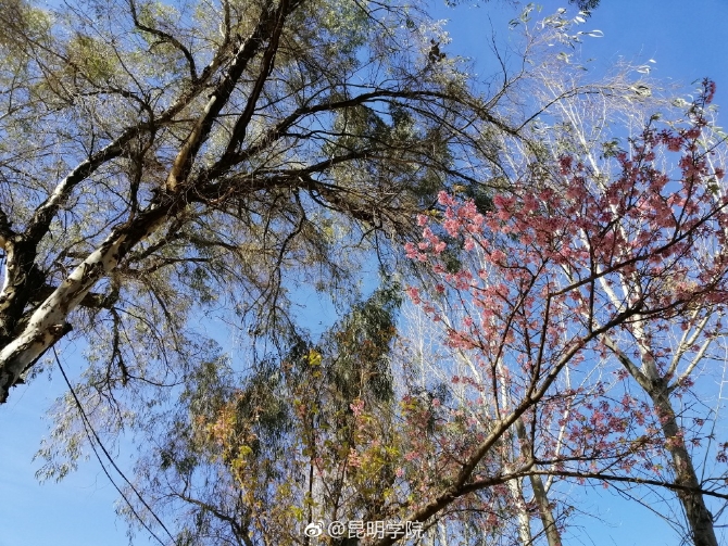 春色满园春意浓!一起来云南高校遇见春天