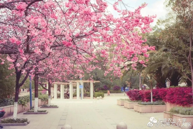 春色满园春意浓!一起来云南高校遇见春天