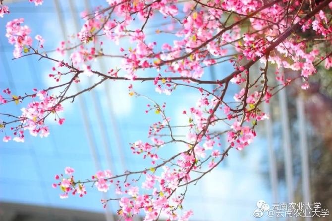 春色满园春意浓!一起来云南高校遇见春天