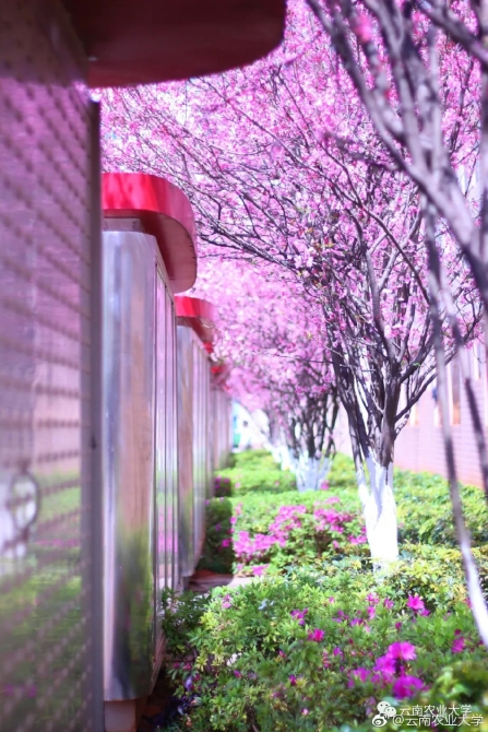 春色满园春意浓!一起来云南高校遇见春天