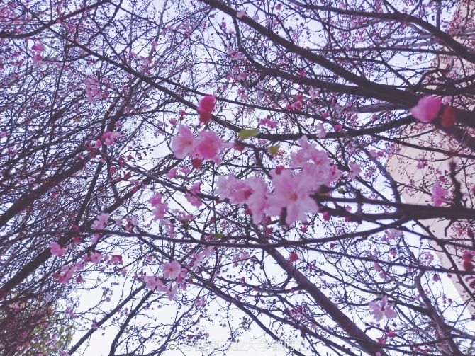 春色满园春意浓!一起来云南高校遇见春天