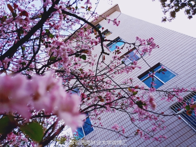 春色满园春意浓!一起来云南高校遇见春天