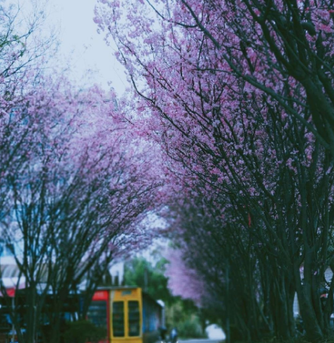 春色满园春意浓!一起来云南高校遇见春天