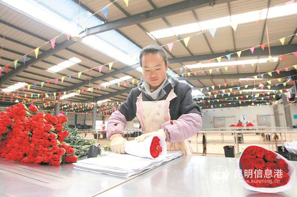 石林县锦苑花卉种植基地花卉分级包装。 记者李海曦摄 石林县锦苑花卉种植基地花卉分级包装。 记者李海曦摄