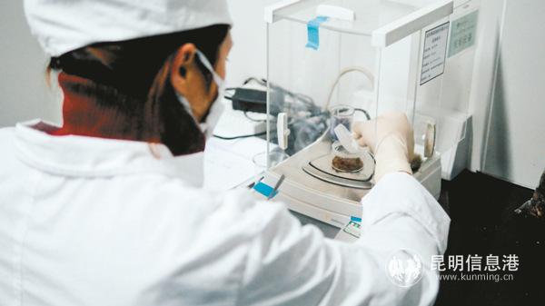 赛诺制药以美洲大蠊为原料生产的药品畅销海内外。 记者杨定嘉摄