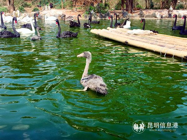 4.小天鹅重新回到天鹅湖区域。
